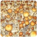 Псилоцибиновые (галлюциногенные)  грибы Psilocybin "Golden Teacher" в Волгореченске