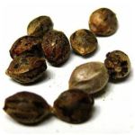 Семена марихуаны АК-47  (Seeds AK-47) в Волгореченске